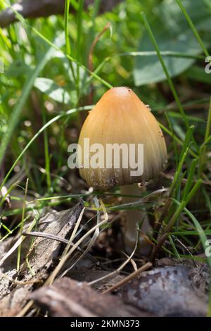 Ein Mica-Tintenpilz, Coprinellus micaceus, wurde in einem bewaldeten Gebiet in der Nähe von schwarzen Pappholzbäumen am Callahan Creek in Troy, Montana, gefunden. Stockfoto