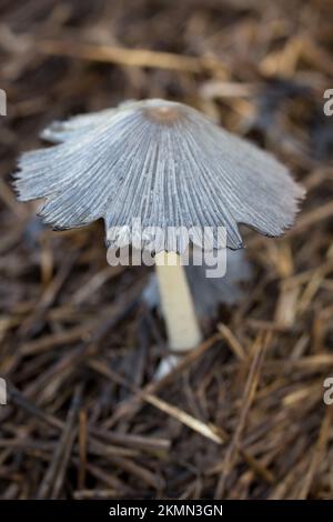 Ein Plissee-Tintenpilz, Parasola plicatilis, unter gemischten Nadelbäumen, in Troja, Montana. Unterklasse: Basidiomycota Klasse: Agaricomycete Stockfoto