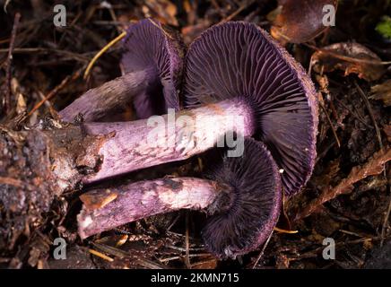 Die Kiemen und der Stiel der violetten Webcap-Pilze, Cortinarius violaceus, die entlang des Treemile Creek in den Bergen westlich von Troja, Montana, wachsen. C Stockfoto