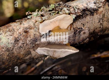 Spätherbstpilze, Sarcomyxa serotina, wachsen auf einem roten Birkenzweig, entlang des Callahan Creek, westlich von Troy, Montana. Gebräuchliche Namen für diesen Mus Stockfoto