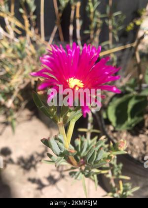 Lampranthus multiradiatus. Sonnenstrahlen blühen im Garten Stockfoto