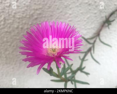 Lampranthus multiradiatus. Sonnenstrahlen blühen im Garten Stockfoto