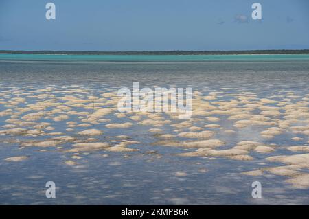 Ein wunderschöner, farbenfroher Panoramablick auf den rosa Sand Mayaguanas im Kontrast zum türkisfarbenen Wasser in einer Bucht bei Ebbe. Stockfoto