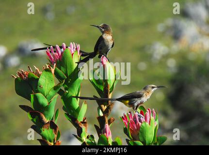 Zwei wunderschöne wilde Cape Sugarbirds genießen den Nektar von Queen Protea Fynbos in den Harold Porter National Botanical Gardens in Südafrika. Stockfoto