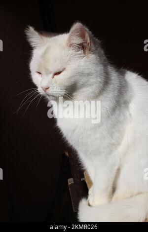 Weiße Katze sitzt vor dunklem Hintergrund und sieht müde aus Stockfoto