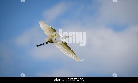 Der große Reiher (Ardea alba) im Flug, mit voller Spannweite, niedriger Sicht. Stockfoto