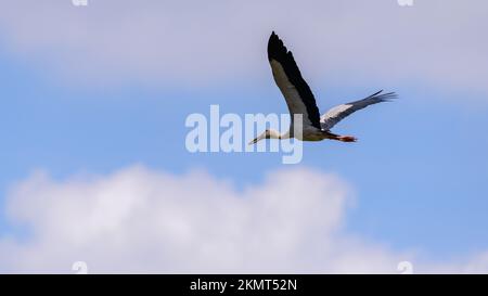 Asiatischer Entenschnabel-Storch im Flug. Ein großes Vogelfoto. Stockfoto