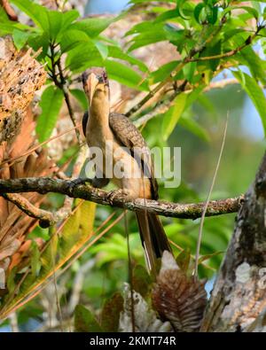 Sri Lanka grauer Hornvogel-Barsch und Sonnenbaden in der warmen Morgensonne. Foto der Vorderansicht. Stockfoto