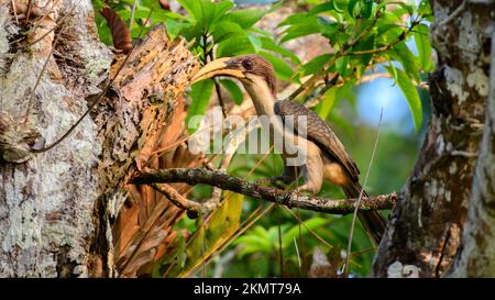 Sri Lanka grauer Hornvogel-Barsch und Sonnenbaden in der warmen Morgensonne. Stockfoto