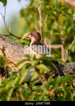 Sri Lanka grauer Hornvogel-Barsch und Sonnenbaden in der warmen Morgensonne. Stockfoto