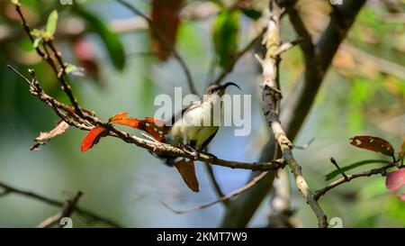 Weibliche Lutten-Sonnenvogel-Stange und Flügel schütteln. Stockfoto