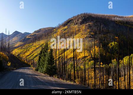 Nach dem Brand, Hope Creek, Rio Grande National Forest, San Juan Mountains, Colorado Stockfoto