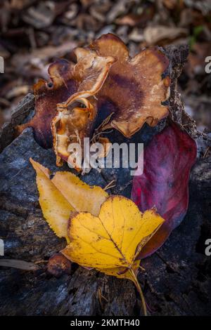 Tulpenbaum, süße Birken und Hartholzblätter mit Pilzen auf Stumpf im Herbst, Abbotts Mill Nature Center, Milford, Delaware Stockfoto