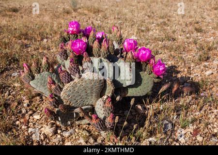 Bienenschwanzkaktus (Opuntia basilaris) blüht im Frühjahr in der Mojave-Wüste im Washington County, Utah Stockfoto