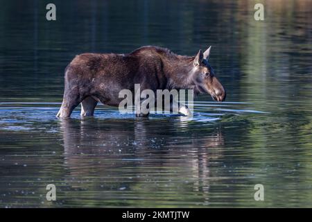 Kuhelchwaten im Fishercap Lake, Glacier-Nationalpark, Montana Stockfoto