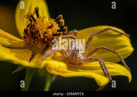 Eine amerikanische Kinderspielspinnen-Spider (Pisaurina mira) pfählt auf einer gelben Blüte. Raleigh, North Carolina. Stockfoto