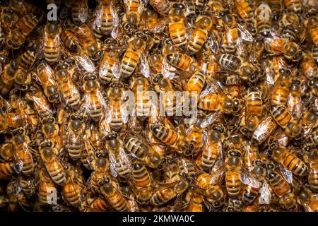Nahaufnahme eines Schwarm westlicher Honigbienen (APIs mellifera) in einem Baum. Raleigh, North Carolina. Stockfoto