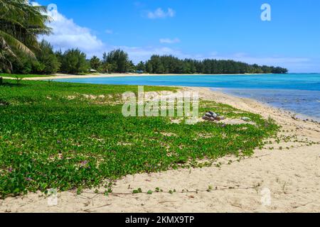 Morgengloria am Strand, Ipomoea pes-caprae, wächst an einem Strand in Rarotonga, Cook Islands Stockfoto