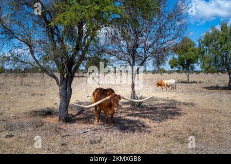 Texas Longhorn-Rinder stehen im Schatten eines Baumes, um der Sommerhitze zu entkommen. North Queensland, Australien Stockfoto