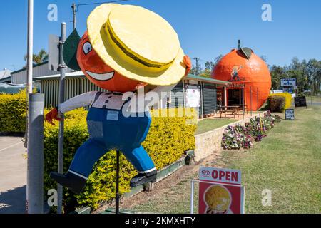 Das Big Orange Cafe and Tourist Information Centre, Gayndah, North Burnett, Queensland, Australien Stockfoto