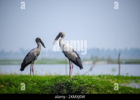 Ein paar asiatische Schöpfer stehen auf dem Gras am Ufer des Sees Stockfoto