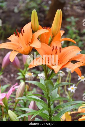 Blume Lily asiatische Hybrid Tresor Orange Farbe nach Regen im Sommergarten Stockfoto