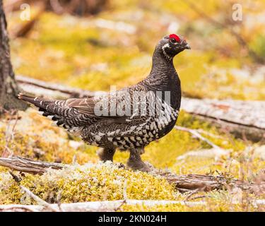 Eine Fichtenhuhn zu Hause in einem nördlichen Saskatchewan-Wald. Stockfoto