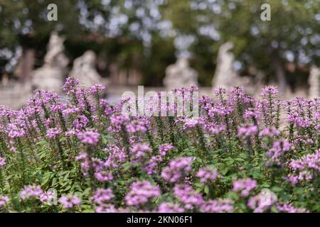 Kleine Details über die Natur der Stadt Turin Stockfoto