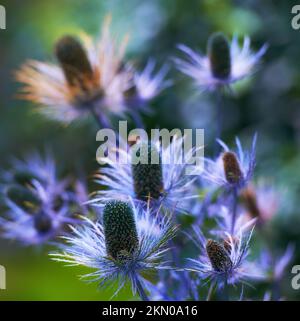 Lila Wildblumen in der Blüte. Eine Nahaufnahme von lila Blumen, die in einem Garten blühen. Stockfoto