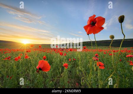Im Mohnfeld während des Sonnenuntergangs. Naturzusammensetzung. Rotes Mohnblumenporträt auf grüner Wiese auf blauem Himmelshintergrund. Stockfoto