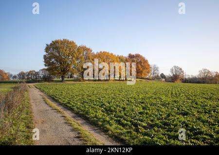 Krefeld-Traar - Ansicht von Egelsberg-Windmill mit Herbst farbige Bäume, Nordrhein Westfalen, Deutschland, 29.11.2019 Stockfoto