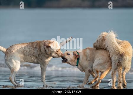 Drei Hunde spielen am Strand, Meereswellen Rollen im Hintergrund. Stockfoto