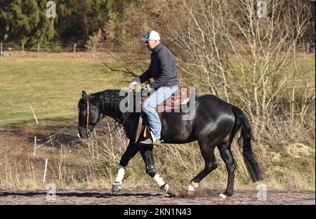 Schwarzer Hengst der westlichen Rasse American Quarter Horse während des Trainings auf einem Galopp in einer Reitarena, Rheinland-Pfalz, Deutschland, Europa Stockfoto