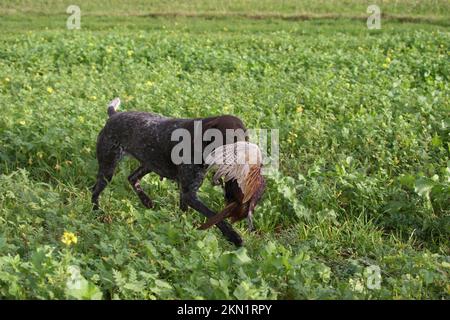 Der Jagdhund German Shorthair holt den Fasan (Phasianus colchicus) Niederösterreich, Österreich, Europa Stockfoto