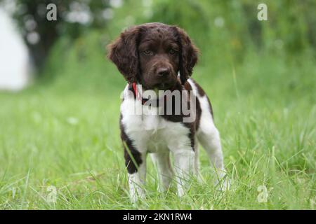 Jagdhund kleine Münsterländer, 9 Wochen altes Kätzchen, Allgäu, Bayern, Deutschland, Europa Stockfoto