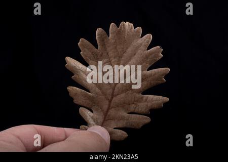 Ein separates trockenes Blatt der Herbstzeiten in der Hand Stockfoto