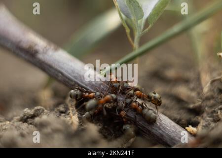 Makrofoto einer Ameise. Die Ameise trinkt Wasser. Stockfoto