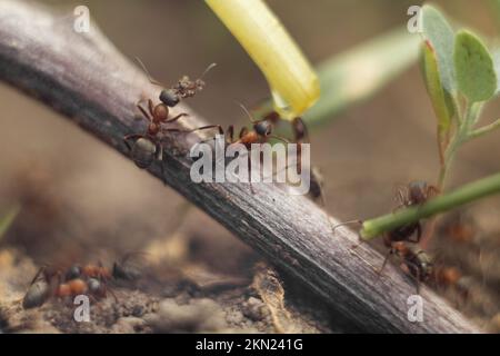 Makrofoto einer Ameise. Die Ameise trinkt Wasser. Stockfoto