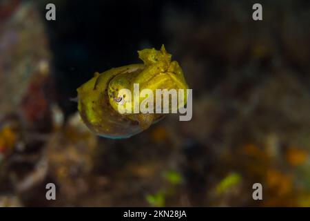 Papuanischer Tintenfisch schwimmt am Korallenriff - Stockfoto