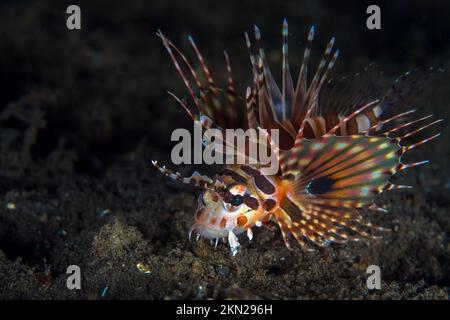 Lionfisch-Porträt am Korallenriff in freier Wildbahn Stockfoto