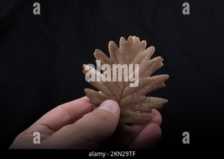 Ein separates trockenes Blatt der Herbstzeiten in der Hand Stockfoto