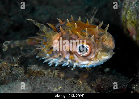 Wunderschöner Kugelfisch, der über einem gesunden Korallenriff im Indo-Pazifik schwimmt Stockfoto