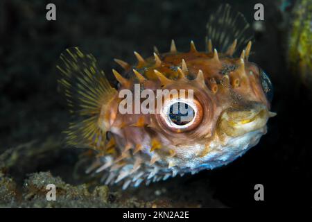 Wunderschöner Kugelfisch, der über einem gesunden Korallenriff im Indo-Pazifik schwimmt Stockfoto