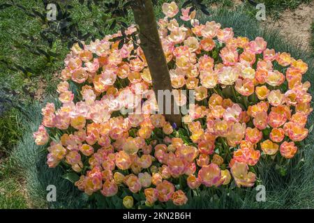 Tulip Blumen blühen um Baumstamm im Frühjahr Saison Stockfoto