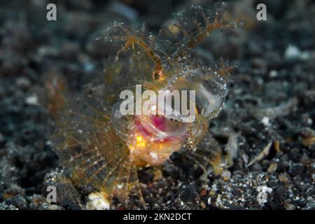 Der kryptische Ambon Scorpionfish - Pteroidichthys amboinensis Stockfoto