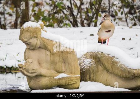 Ägyptische Gans (Alopochen aegyptiacus) auf einer schneebedeckten Steinskulptur, Hessen, Deutschland, Europa Stockfoto