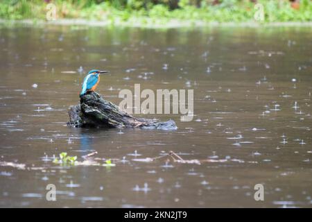 Gemeiner Königsfischer (Alcedo atthis), Männlich, sitzender Totholz, Regen, Hessen, Deutschland, Europa Stockfoto