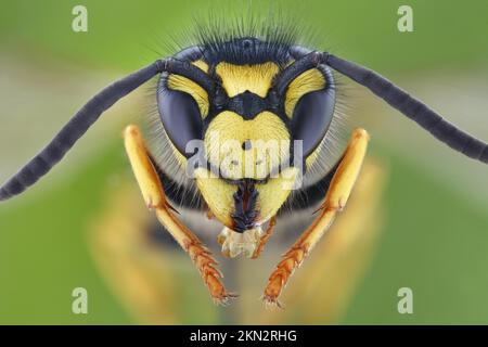 Kopf einer deutschen Vespula germanica (Vespula germanica) aus frontaler Sicht Stockfoto