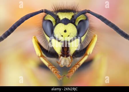 Porträt einer deutschen Vespula germanica (Vespula germanica) Stockfoto