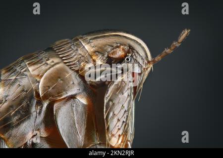 Kopf und Vorderteil eines Flohs (Siphonaptera) vor schwarzem Hintergrund Stockfoto